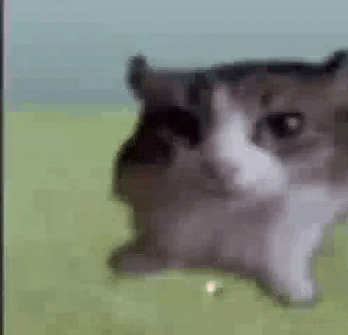 cat explodes